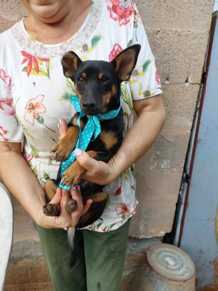 Mignon stupendo pinscher tedesco | Foto 3