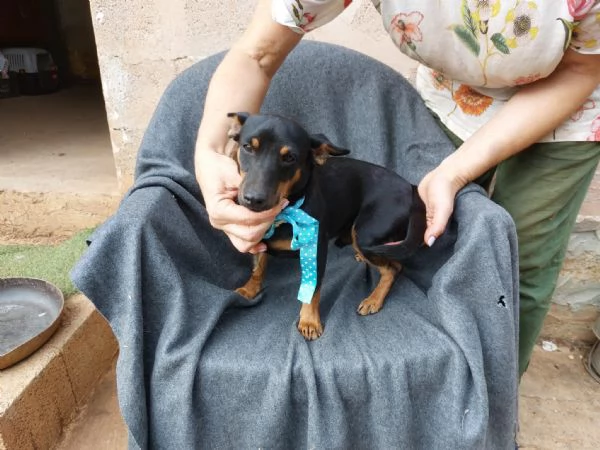 Mignon stupendo pinscher tedesco | Foto 0