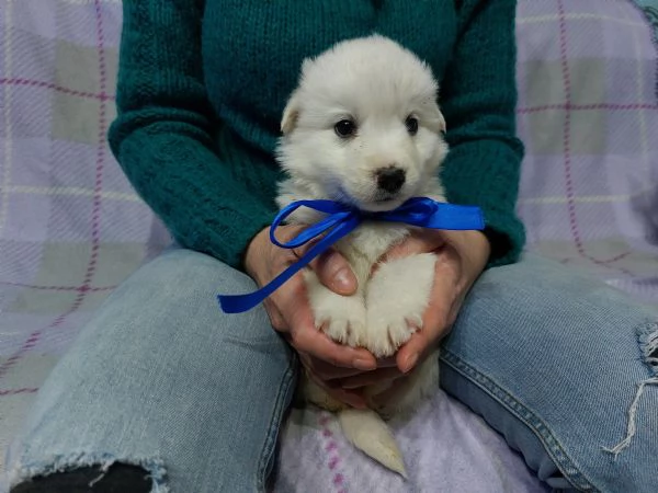 White trovato abbandonato con i suoi fratelli | Foto 1