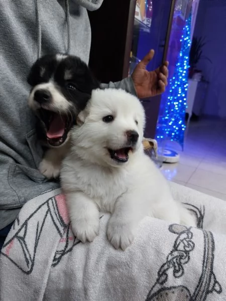 Black bellissimo simil border collie rubacuori | Foto 3