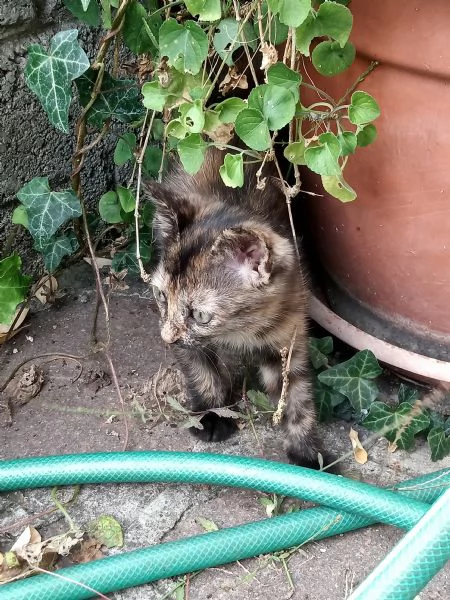 Gattina cerca famiglia  leggere attentamente la descrizione | Foto 0