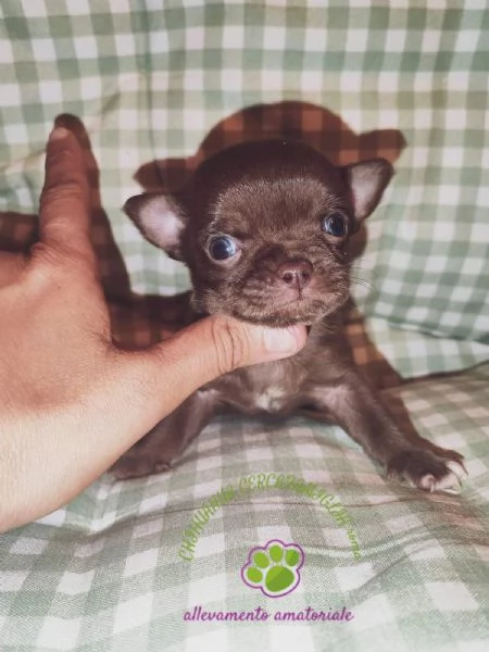 Cucciolo chihuahua pelo corto | Foto 4