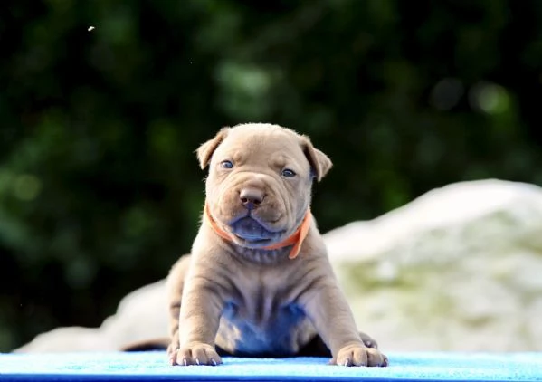 Cuccioli Pitbull