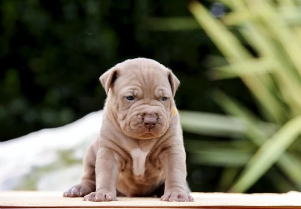 Cuccioli Pitbull | Foto 5