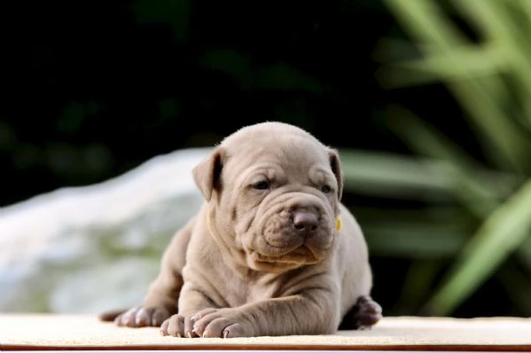 Cuccioli Pitbull | Foto 4