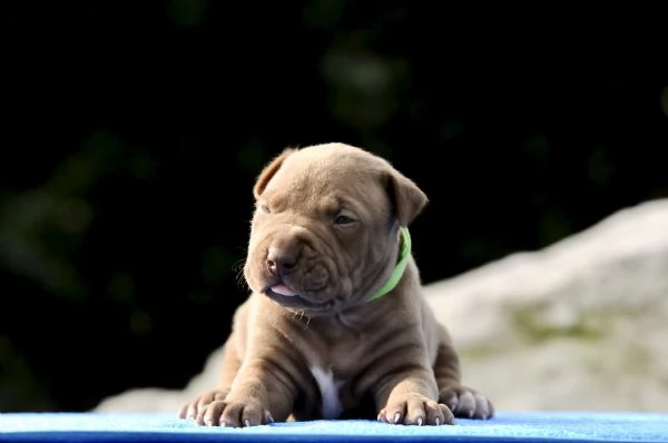 Cuccioli Pitbull | Foto 1