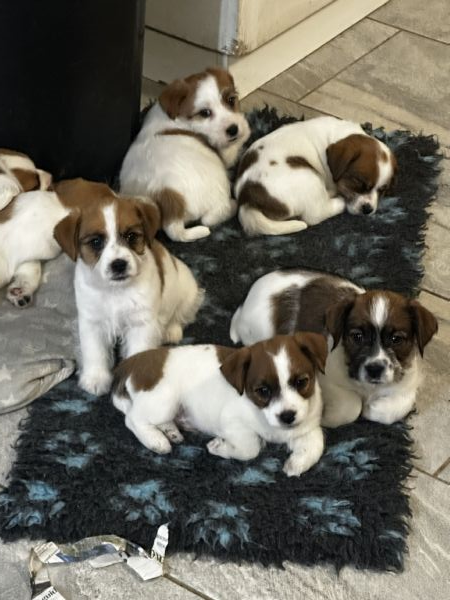 Disponibili cuccioli di Jack russell altissima genealogia | Foto 2