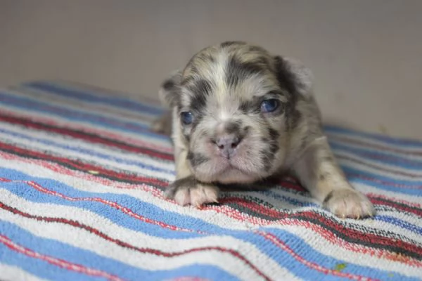 Bulldog francese merle | Foto 2