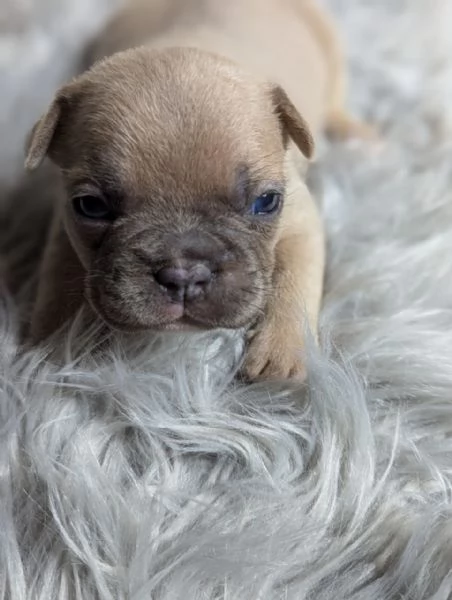 Bulldog francese merle | Foto 0