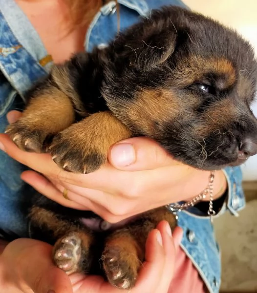 Cuccioli di Pastore Tedesco | Foto 1