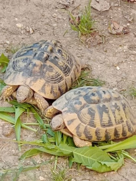 tartarughe di terra | Foto 2