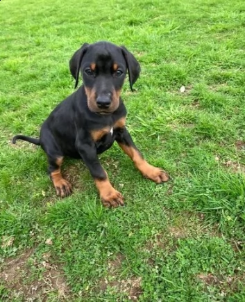 cuccioli dobermann di due mesi