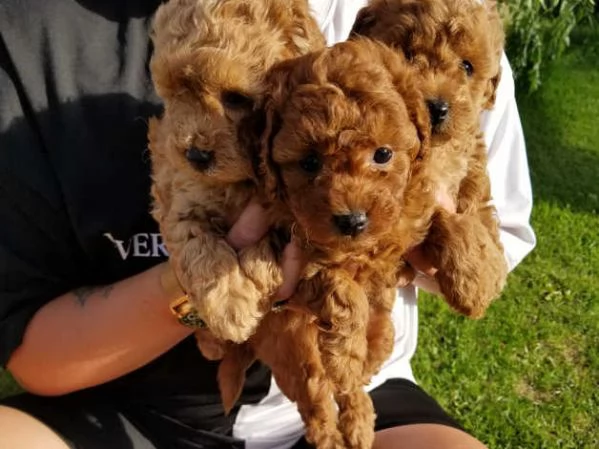 Cuccioli di barboncino rosso | Foto 1