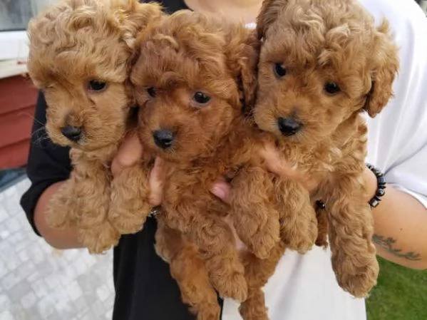 Cuccioli di barboncino rosso