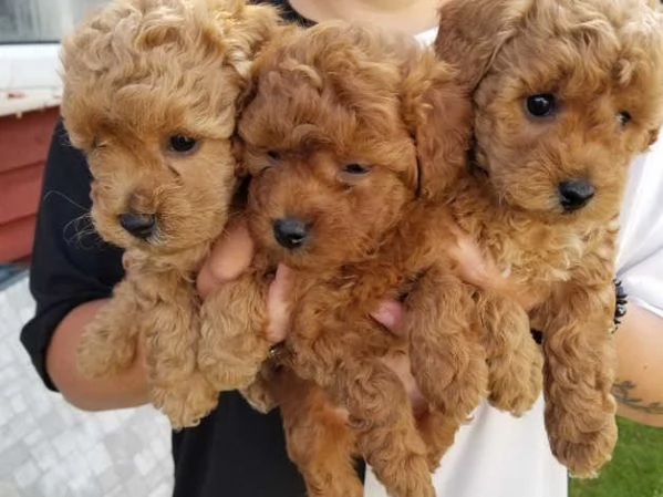 Cuccioli di barboncino rosso | Foto 2