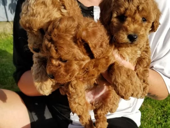 Cuccioli di barboncino rosso | Foto 1