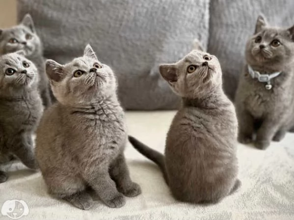 Gatti British Shorthair | Foto 3