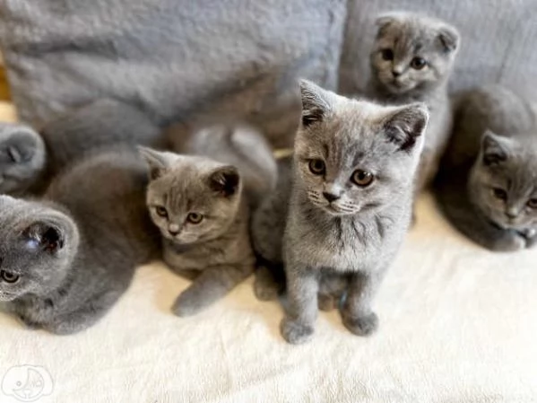 Gatti British Shorthair | Foto 1