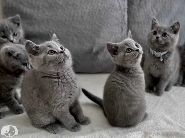 Gatti British Shorthair | Foto 2