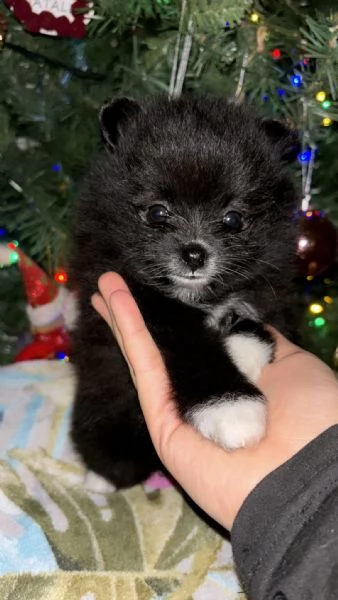 Spizt di Pomerania nano  | Foto 4