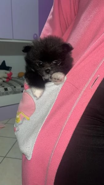 Spizt di Pomerania nano  | Foto 1