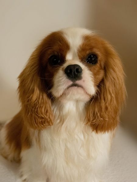 Vendita cucciolo Cavalier King da Allevamento a Cuneo cavalier king charles  spaniel con pedigree enci