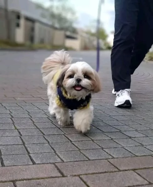 cucciolo di piccola taglia