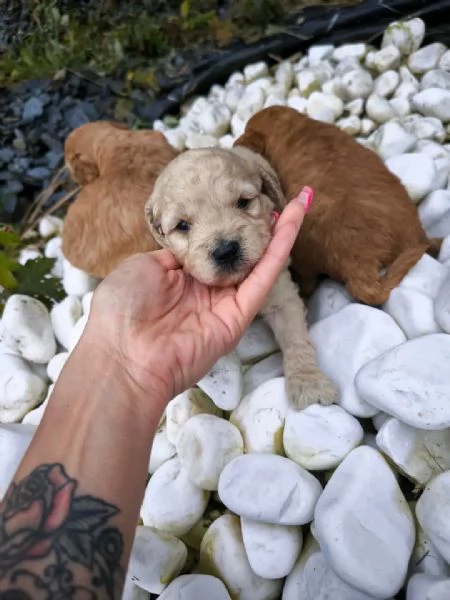 cucciolo di piccola taglia | Foto 1