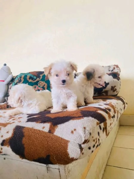 Magnifico cucciolo di Bichon  | Foto 4