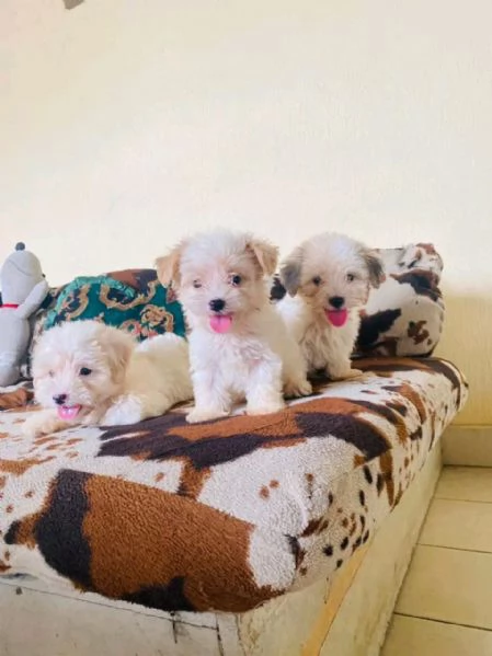 Magnifico cucciolo di Bichon  | Foto 3