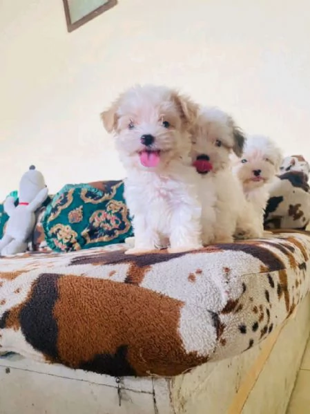 Magnifico cucciolo di Bichon  | Foto 1