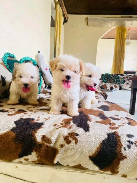 Magnifico cucciolo di Bichon  | Foto 0