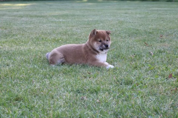 super cuccioli di shiba inu | Foto 5