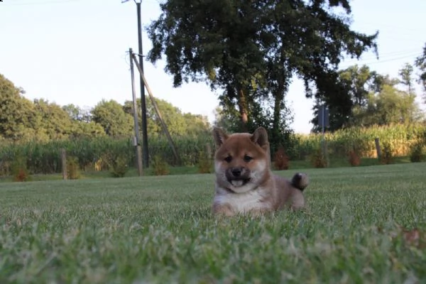 super cuccioli di shiba inu | Foto 4