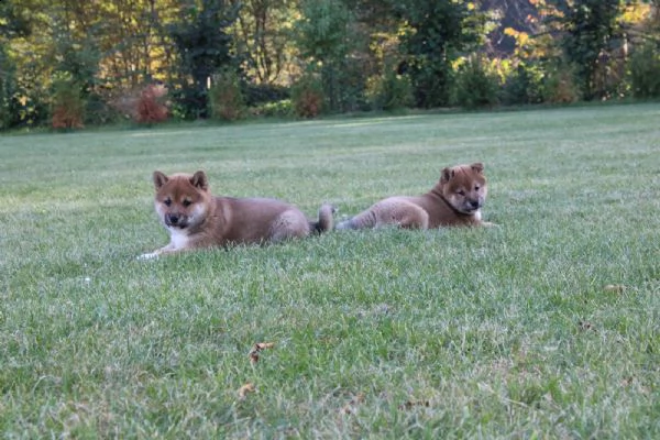 super cuccioli di shiba inu | Foto 3