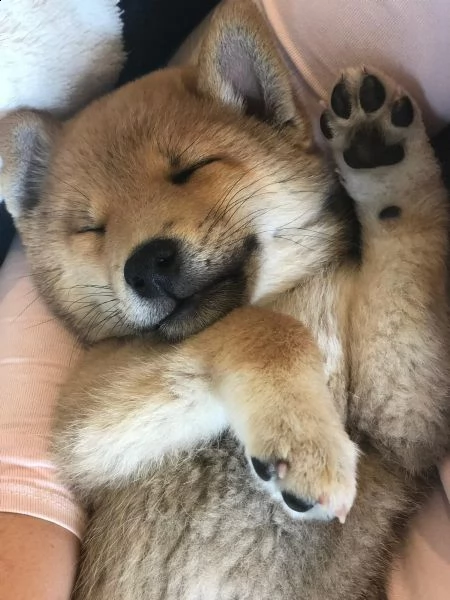 super cuccioli di shiba inu | Foto 2