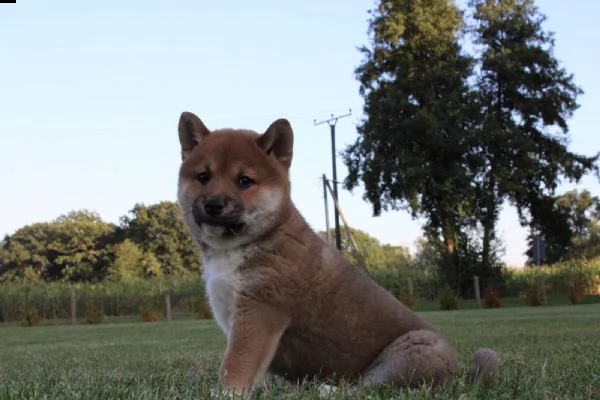 super cuccioli di shiba inu | Foto 1