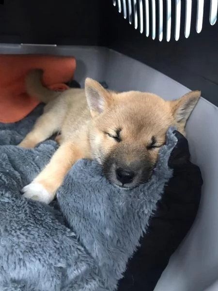 super cuccioli di shiba inu