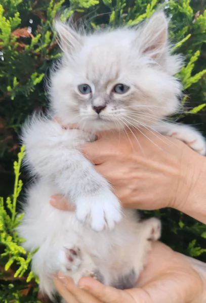 Cucciolo di gatto siberiano  | Foto 2