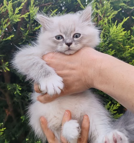 Cucciolo di gatto siberiano  | Foto 1