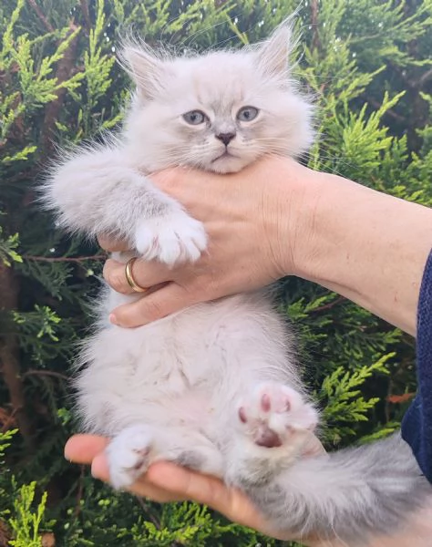 Cucciolo di gatto siberiano  | Foto 0