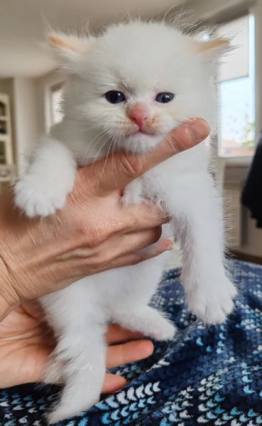 Cuccioli gatto siberiano ipoallergenico 