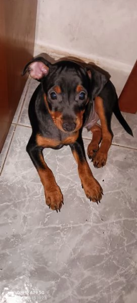 Cucciolo maschio di pinscher