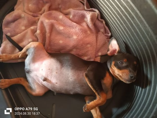 Cucciolo maschio di pinscher | Foto 0