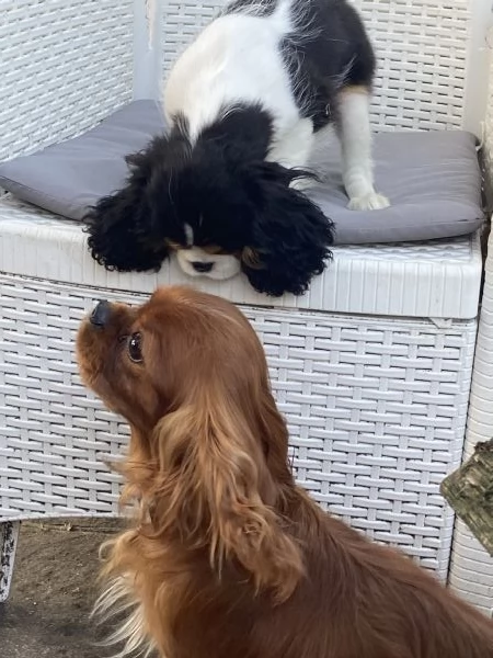 Cuccioli di cavalier king con pedegree | Foto 4