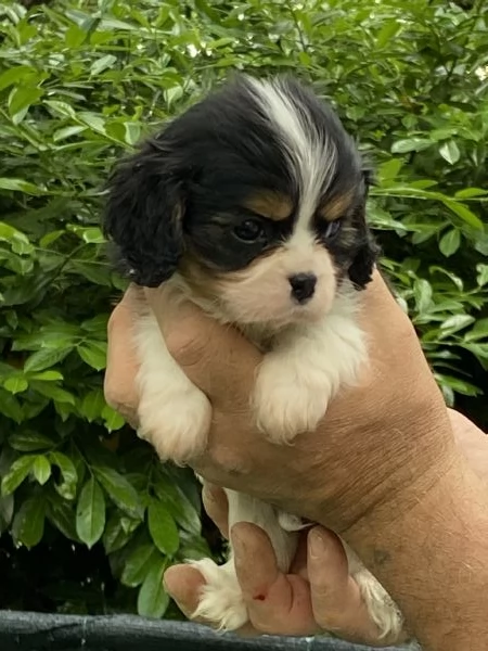 Cuccioli di cavalier king con pedegree