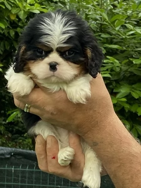 Cuccioli di cavalier king con pedegree | Foto 3