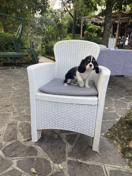 Cuccioli di cavalier king con pedegree | Foto 0