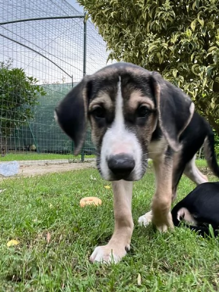 Oreo e Cookies 3 mesi e mezzo adottabili subito | Foto 1