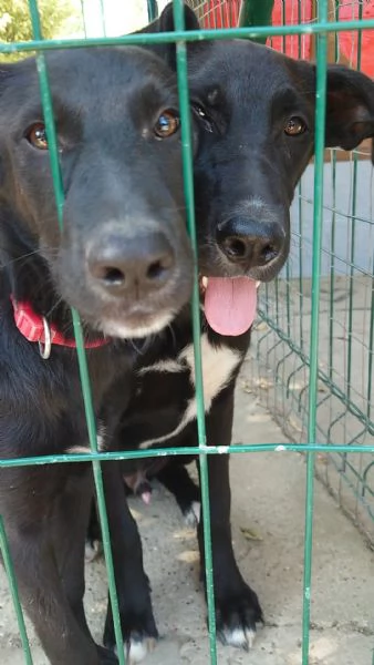 Leo e Moka cuccioli di 6 mesi cercano casa  | Foto 1